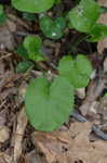 Golden groundsel